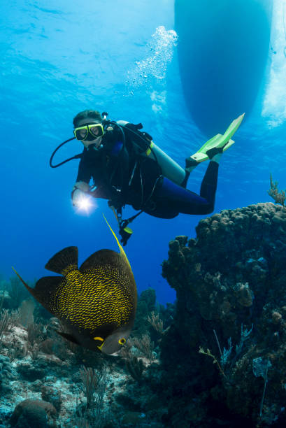 istock French angelfish and diver 1318649407
