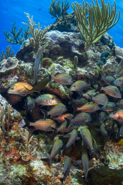Little Cayman - Cayman Islands The Caesar grunt (Haemulon carbonarium) and the coral reef in Little Cayman, the Cayman Islands caesar grunt photos stock pictures, royalty-free photos & images