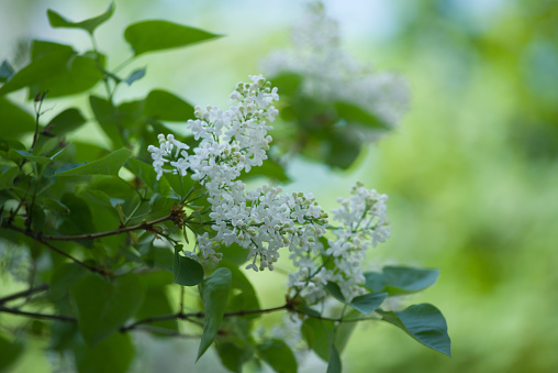 Love beauty white lilac shoot photo in the street