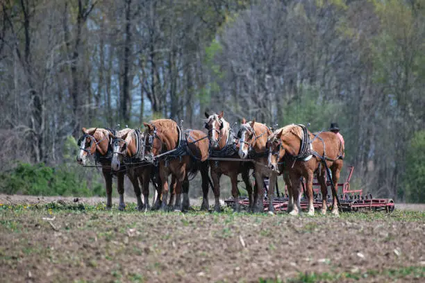 Amish Team of Horses resting in field being cultivated.