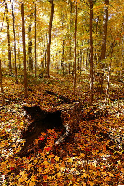 istock hollow log and fallen vibrant leaves surrounded by colorful fall leaves 1318651109