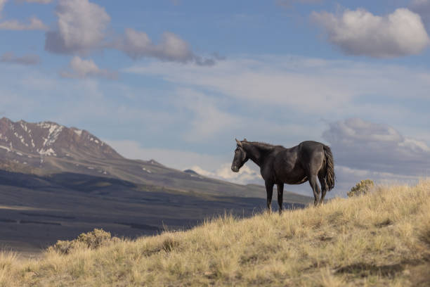 istock Wild Horse in the Utah Desert 1318651181