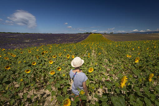 vacations in the sunflower and lavender fields in Provence, France