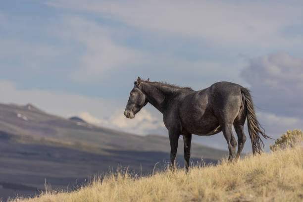 istock Wild Horse in the Utah Desert 1318652727