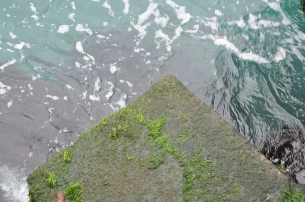 Photo of mossy rock by the sea