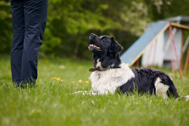 istock Dog looking up on owner during obedience training 1318653513