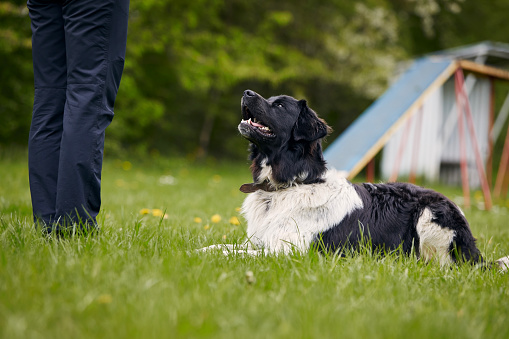 Czech mountain dog lying down and looking up during training. Pet owner learning obedience in meadow.