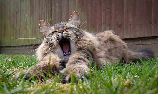 Close Up Of A Long Haired Tabby Cat Stretching Out Paws And Yawning On A Grass Lawn Outdoors.