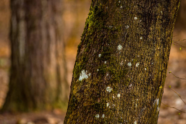 Photo the trees with moss, close-up with details in the forest love nature