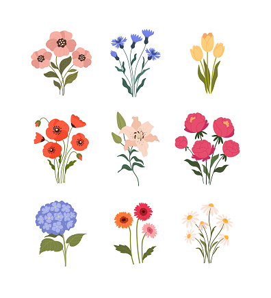 Vector illustration of cartoon summer flowers: Tulip, Poppy, Lily, Peony, Chamomile, transvaal daisy, Hydrangea and Cornflower. Isolated on white