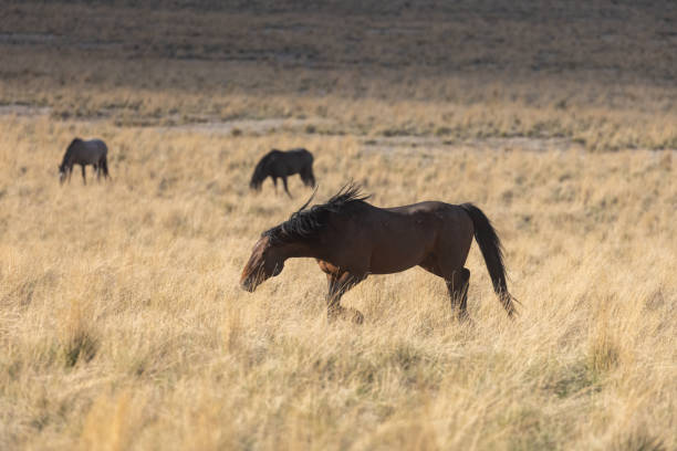 cavallo selvaggio nel deserto dello utah - 6639 foto e immagini stock