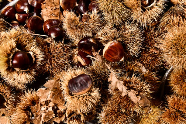 istock chestnuts on a background, digital photo picture as a background 1318656693