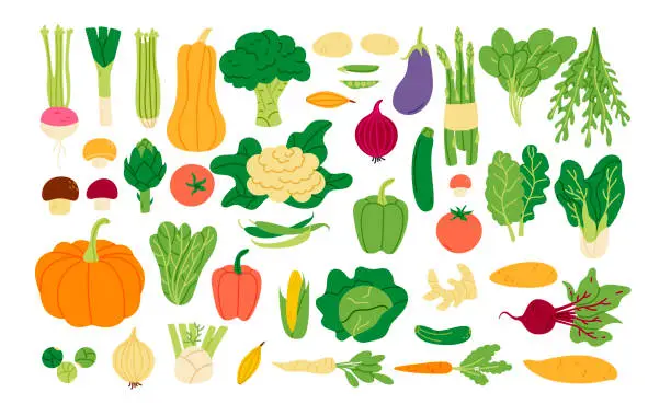 Vector illustration of Fresh vegetables collection in flat style. Big greens harvest set. Different vegetarian foods.