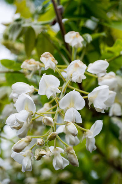 istock Wisteria floribunda 1318657545