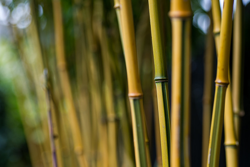 Close up of culms of yellow bamboo Phyllostachys aureosulcata showing the distinctive yellow and green colour of the wood.