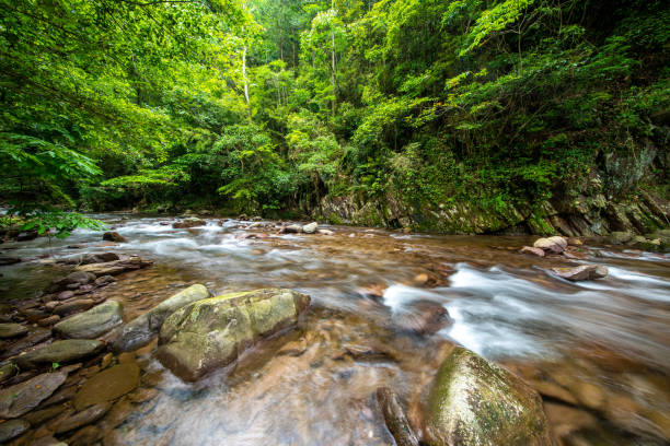 arroyo en el bosque, paisaje natural - stream forest river waterfall fotografías e imágenes de stock