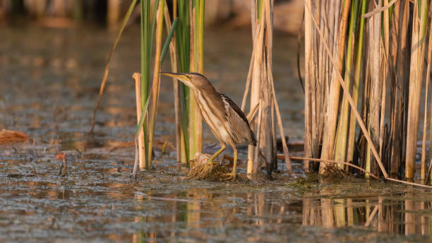 istock Little bittern, Ixobrychus minutus, in the wild 1318660140
