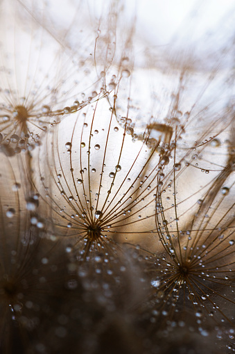 Abstract dandelion flower background. Seed macro closeup. Soft focus