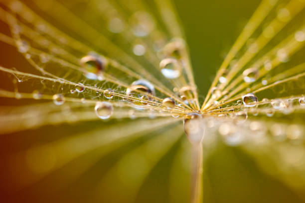 istock Abstract dandelion flower background. Seed macro closeup. Soft focus 1318660326