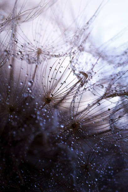 istock Abstract dandelion flower background. Seed macro closeup. Soft focus 1318660391