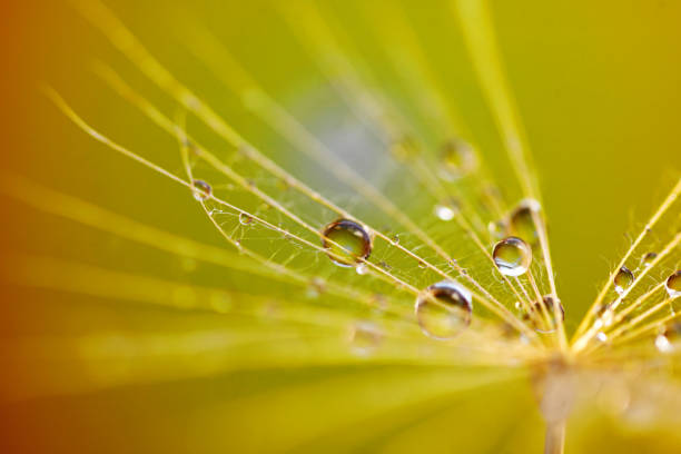 istock Abstract dandelion flower background. Seed macro closeup. Soft focus 1318660434