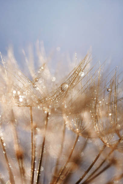 istock Abstract dandelion flower background. Seed macro closeup. Soft focus 1318660455