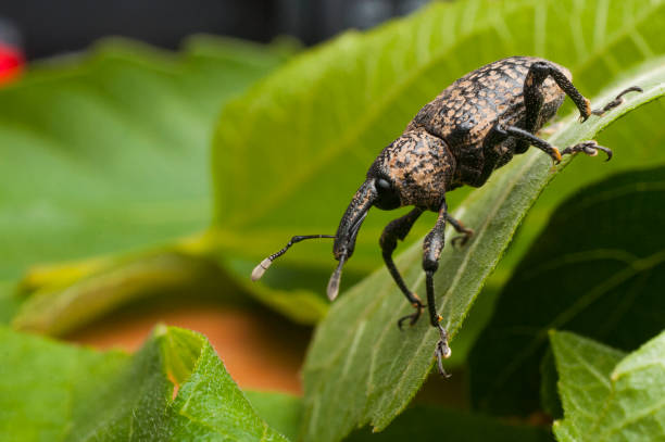 istock Fig tree weevil (aclees cribratus Gyllenhy). This beetle native to Southeast Asia is infesting the fig trees of central Italy. 1318660533
