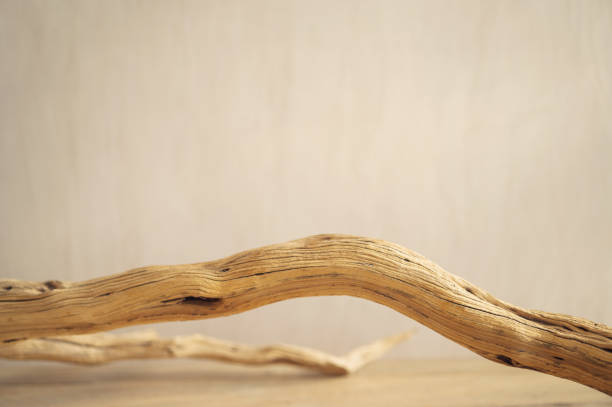 Rustic tree branch on old wooden table over gray concrete background, illuminated by sunset light. Nostalgia concept
