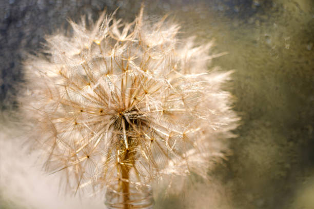 istock Abstract dandelion flower background. Seed macro closeup. Soft focus 1318660623