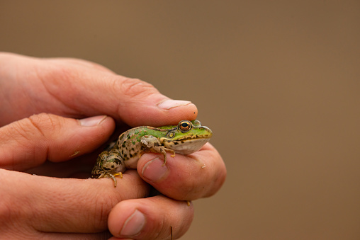 Small green frog in hand of man.