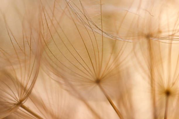 istock Abstract dandelion flower background. Seed macro closeup. Soft focus 1318660888