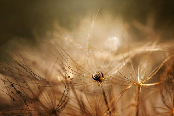 Snail sits on the dandelion. Nature concept, macro photography