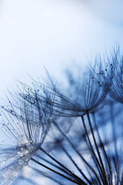 istock Abstract dandelion flower background. Seed macro closeup. Soft focus 1318660960