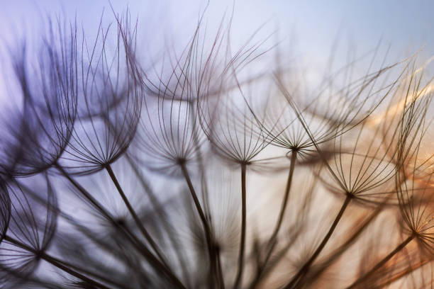 istock Abstract dandelion flower background. Seed macro closeup. Soft focus 1318661004