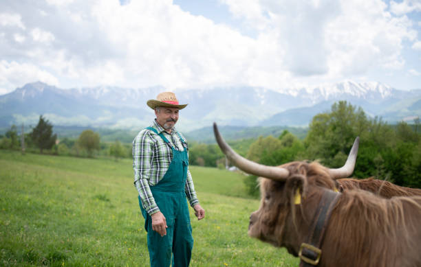 istock Happy farmer with highland cattle. 1318663577