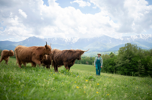 A senior farmer standing on the field and looking toward his herd of highland cattle.