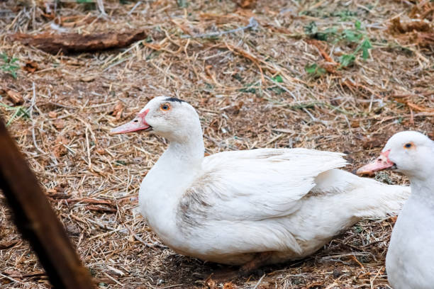 istock Rural poultry farming in the yard 1318663589