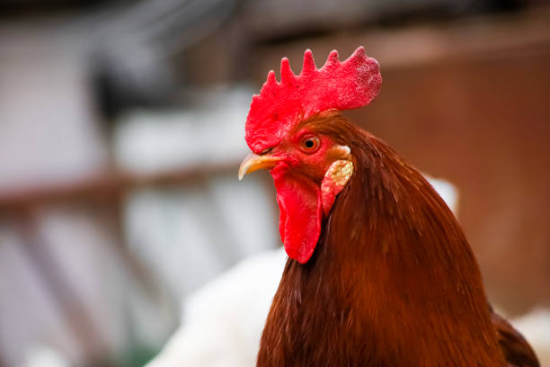 istock Rural poultry farming in the yard 1318663631