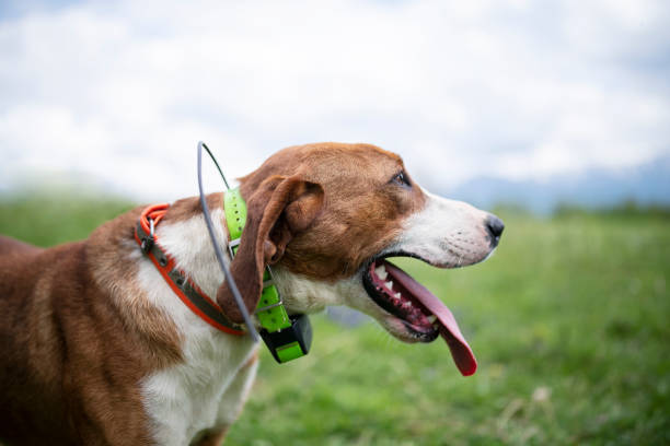 istock Portrait of hunting dog. 1318663664