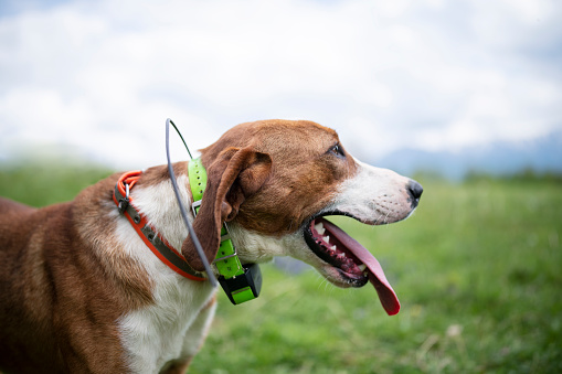 A side view of a hunting dogg during hunt.