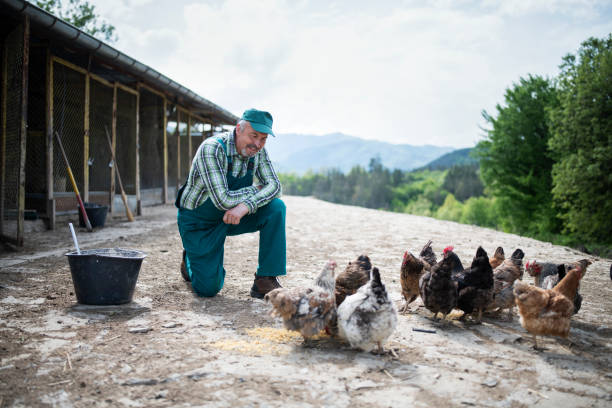 istock Senior man feeding his chickens. 1318663702