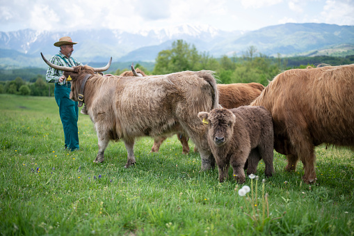 A senior fermer with highland cattles in the meadow in the mountain.