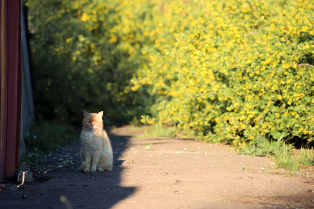 The red cat hid in the shade from the sun