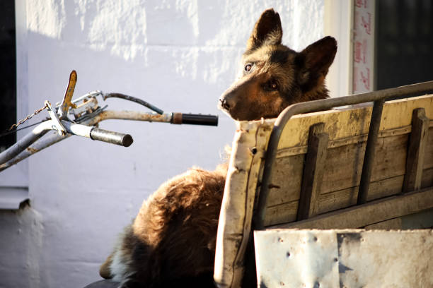 istock Rural pets in the yard 1318664379