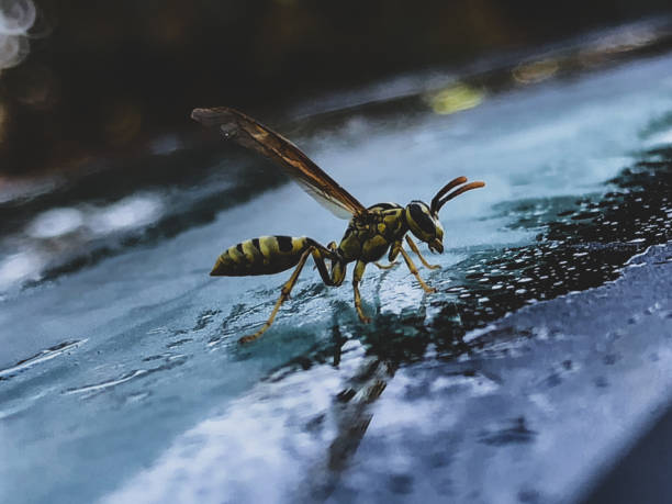 vespa - emotional stress water surface water insect foto e immagini stock