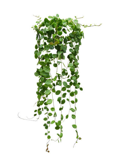 Green succulent leaves hanging vines ivy bush