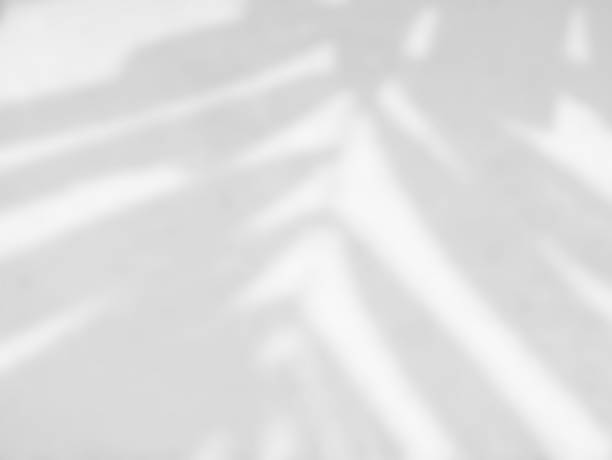 istock Shadow of palm leaves on a white wall. 1318664800