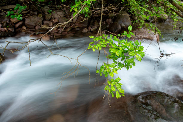 istock Stream in the forest, natural scenery 1318664844