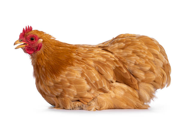 istock Buff Cochin chicken on white background 1318666211