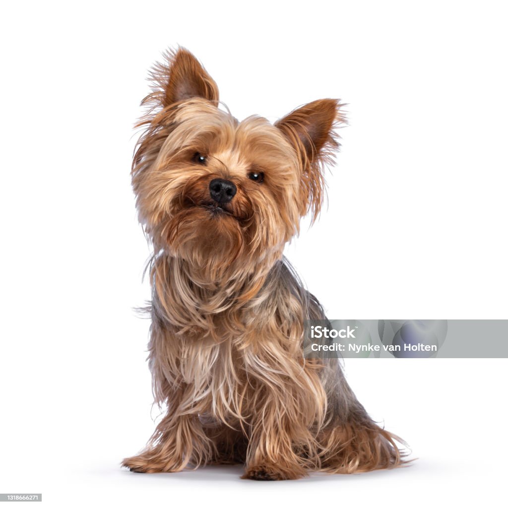 Yorkshire terrier dog on white background Scruffy adult blue gold Yorkshire terrier dog, sitting up facing front Looking towards camera and smiling. Isolated on a white background. Dog Stock Photo